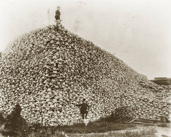 bisonskulls