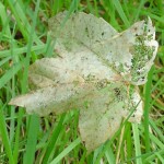 Leaf Leaf