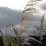 Native Grass Native Grass (toetoe)