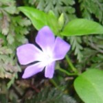 flower flower