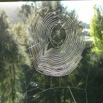 Bedewed Spider Web Bedewed Spider Web