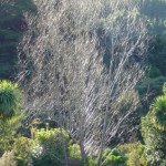 "Gossamer" Tree "Gossamer" Tree