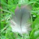 Feather Feather